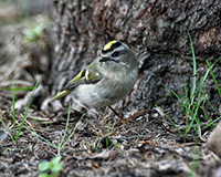 golden crowned kinglet at base of a tree